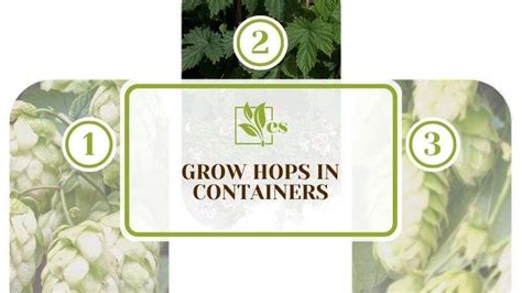 how to dry hops in containers